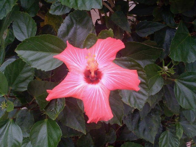 January 2 - Always A Flower.jpg