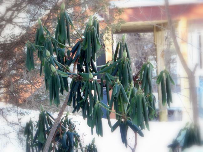 February 7 - Temperature By Rhododendron.jpg