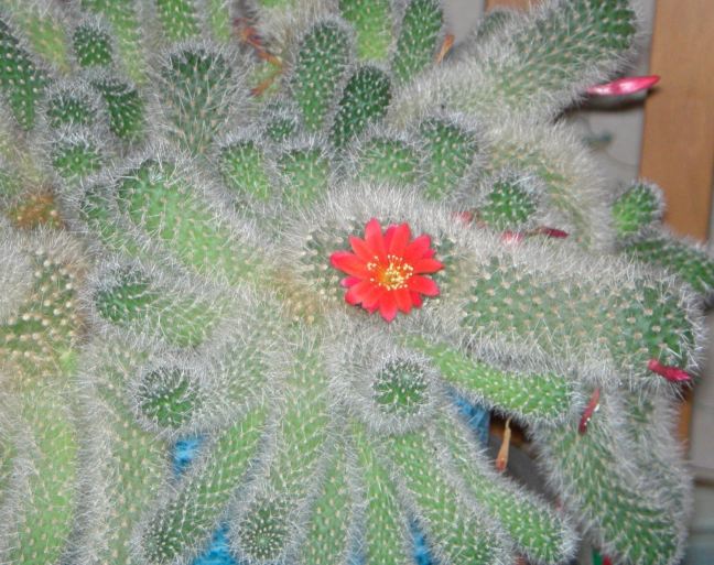 March 30 - Cactus Flower.jpg