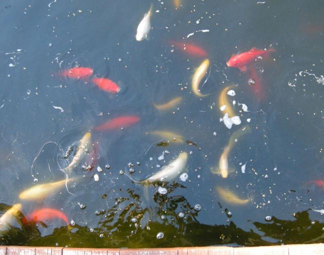 April 14 - Fish Food.jpg