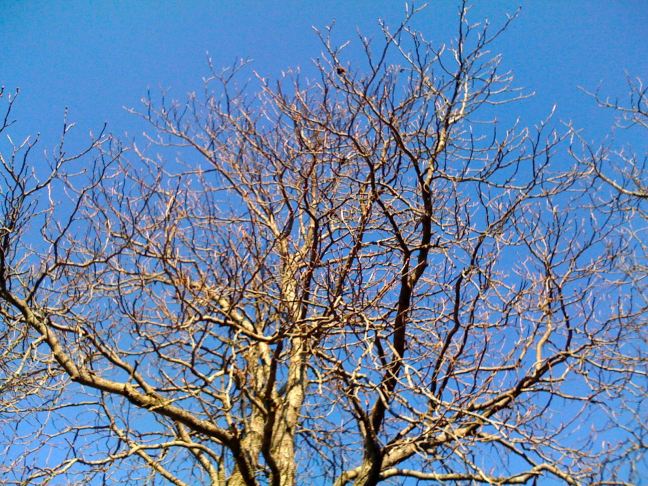 April 16 - Leafless.jpg