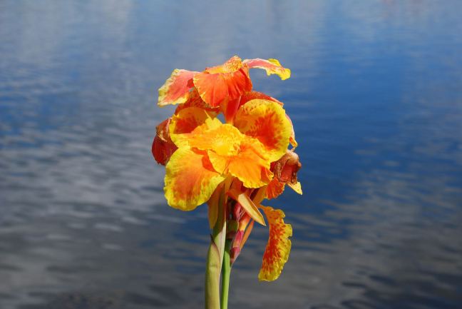 April 29 - A Flower At Celebration Lake.jpg