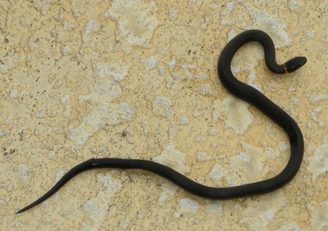 April 3 - The Snake.jpg