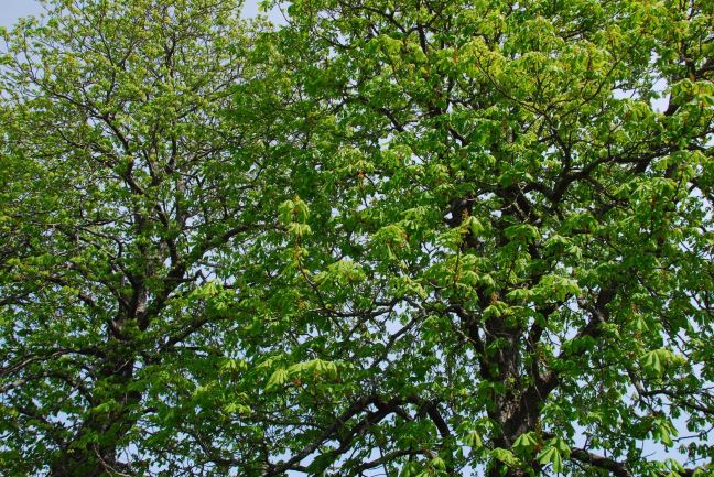 April 30 - Green Is Here.jpg