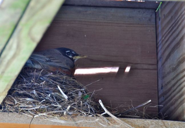 May 10 - On The Nest.jpg