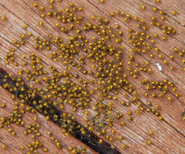 May 17 - Baby Spiders.jpg