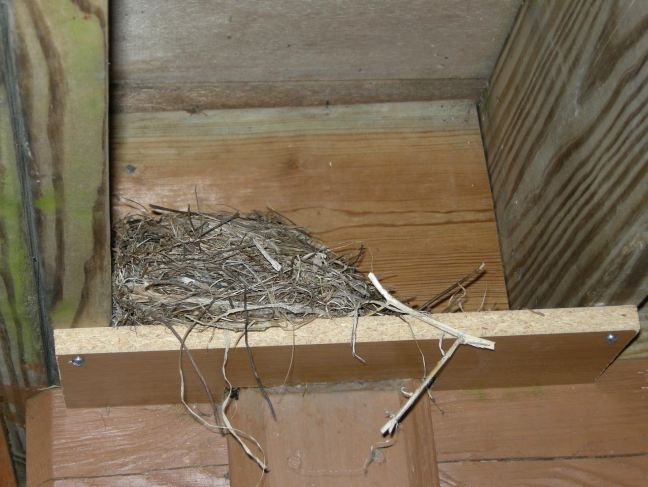 May 5 - Robin's Nest.jpg