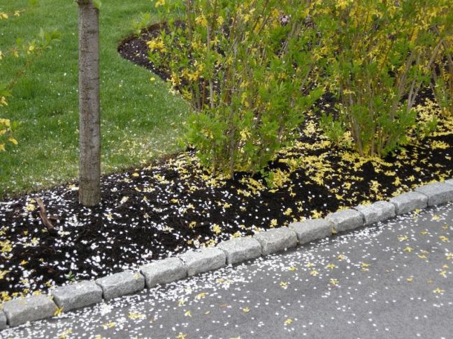 May 6 - Rain 1, Blossom 0.jpg