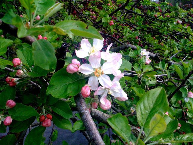 May 8 - Apple Blossom.jpg