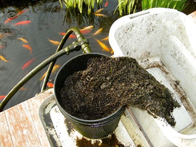 May 9 - Pond Yuk.jpg