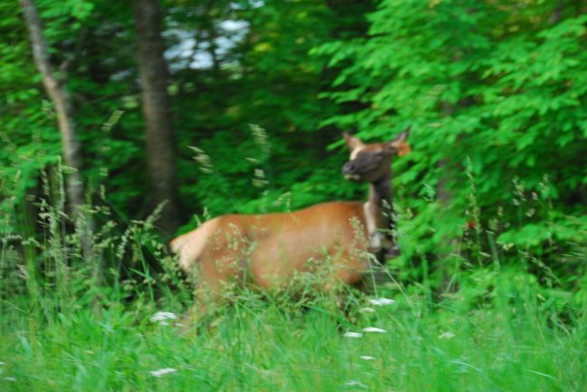 June 19 - Deer On The Blue Ridge Parkway.jpg