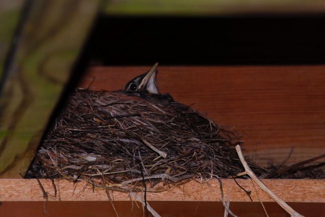 June 7 - Robin Chick.jpg