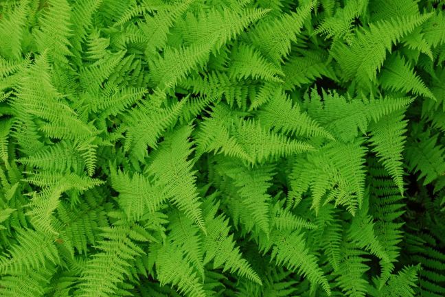July 19 - Ferns From Above.jpg