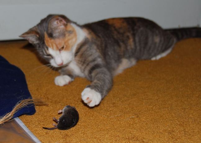 July 28 - Mouser Chloe.jpg