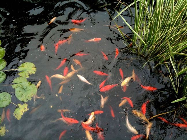 July 3 - Goldfish.jpg