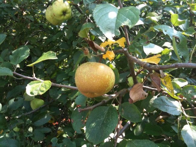 August 17 - The First Apple.jpg