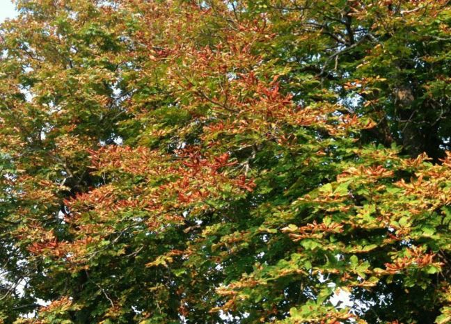 August 20 - Early Fall.jpg