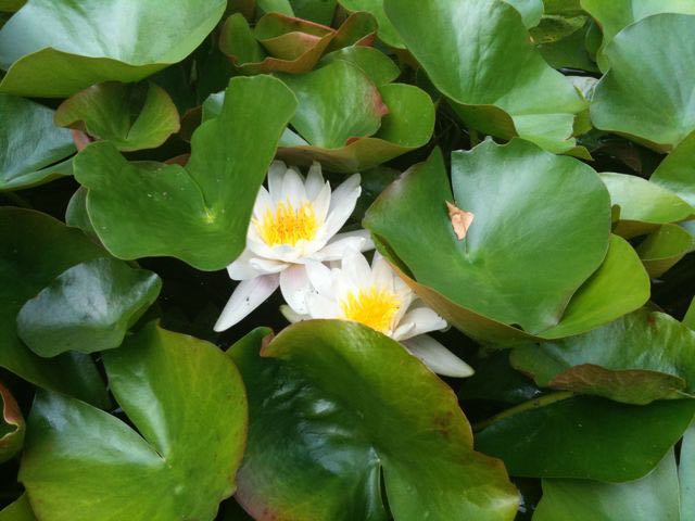 August 3 - Water Lilies.jpg