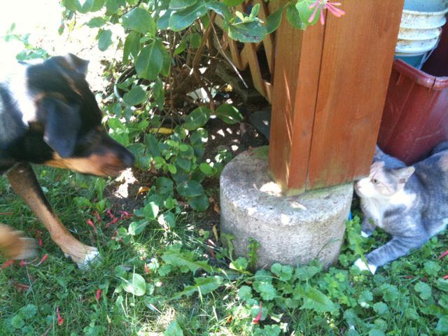 August 8 - Koko And Chloe.jpg