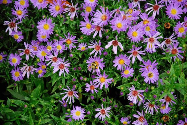 September 13 - Late Summer Flowers.jpg