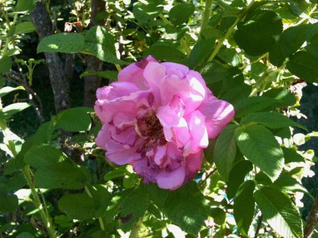 September 14 - The Last Rose.jpg