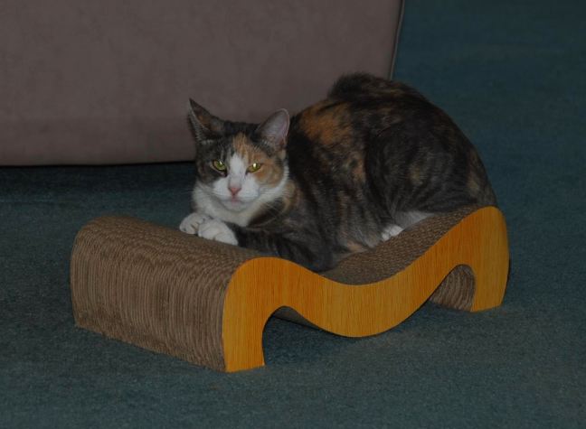 September 9 - Queen Chloe.jpg