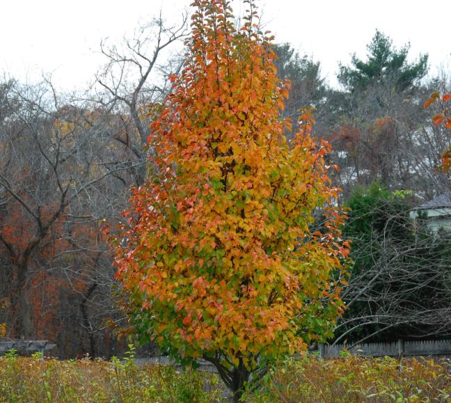 November 12 - The Last Leaves.jpg