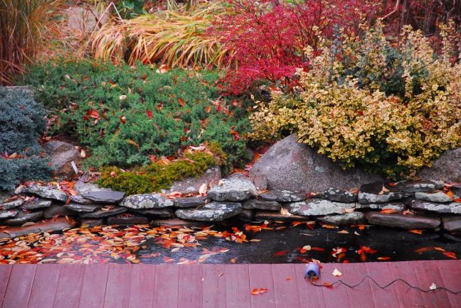 November 14 - Leave The Pond Alone!.jpg