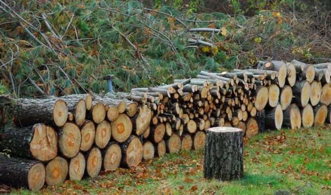 November 16 - Wood Pile.jpg