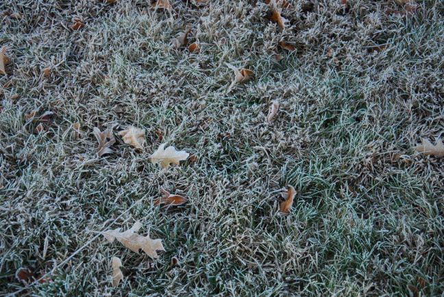 November 18 - White Grass.jpg