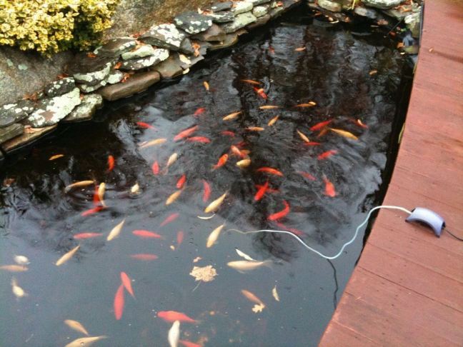 November 20 - Fish Feeding.jpg