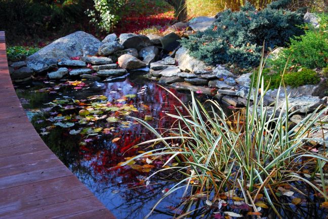 November 8 - Pond Cleaning.jpg